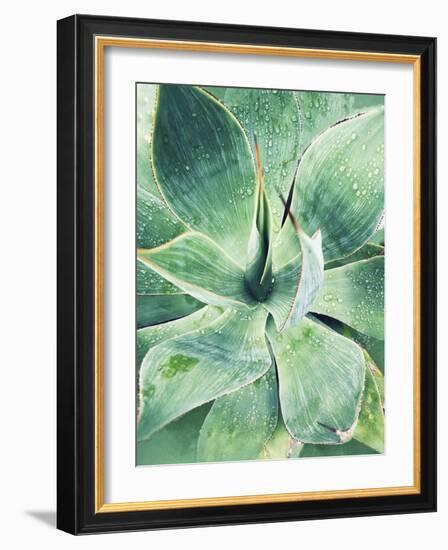 Green Tropical Succulent I-Irena Orlov-Framed Photographic Print