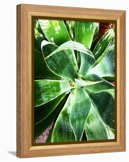 Green Tropical Succulent II-Irena Orlov-Framed Premier Image Canvas