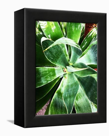 Green Tropical Succulent II-Irena Orlov-Framed Premier Image Canvas