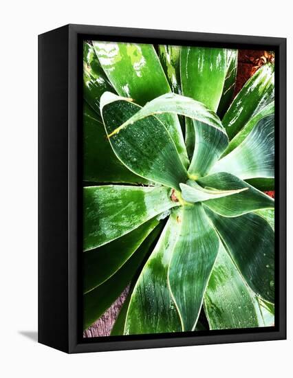 Green Tropical Succulent II-Irena Orlov-Framed Premier Image Canvas