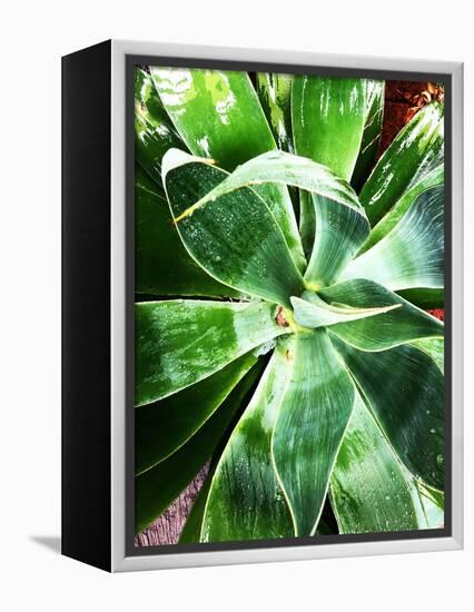 Green Tropical Succulent II-Irena Orlov-Framed Premier Image Canvas