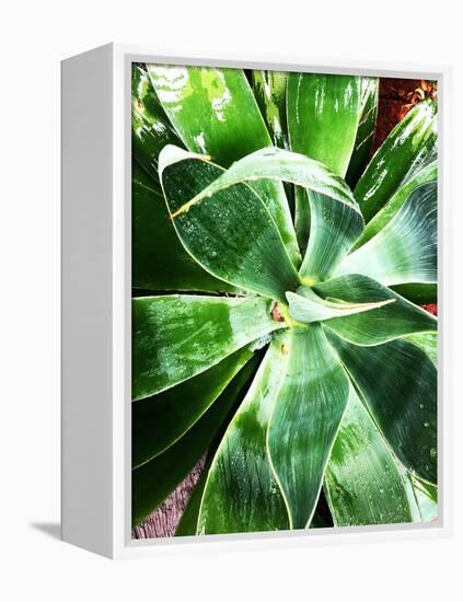 Green Tropical Succulent II-Irena Orlov-Framed Premier Image Canvas