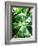 Green Tropical Succulent II-Irena Orlov-Framed Photographic Print