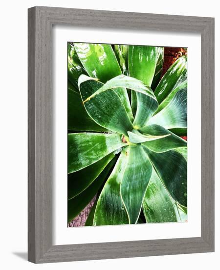 Green Tropical Succulent II-Irena Orlov-Framed Photographic Print