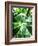 Green Tropical Succulent II-Irena Orlov-Framed Photographic Print