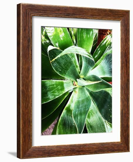 Green Tropical Succulent II-Irena Orlov-Framed Photographic Print