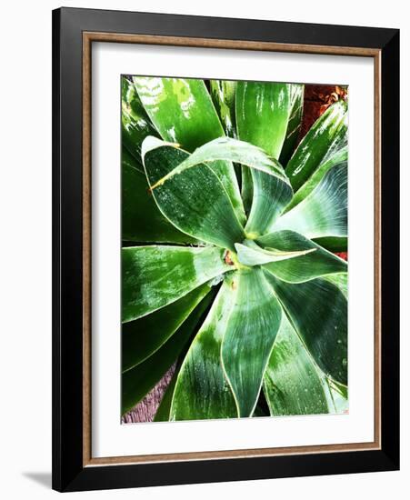 Green Tropical Succulent II-Irena Orlov-Framed Photographic Print