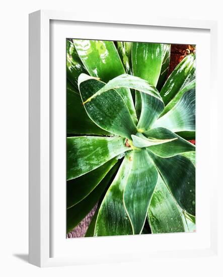 Green Tropical Succulent II-Irena Orlov-Framed Photographic Print