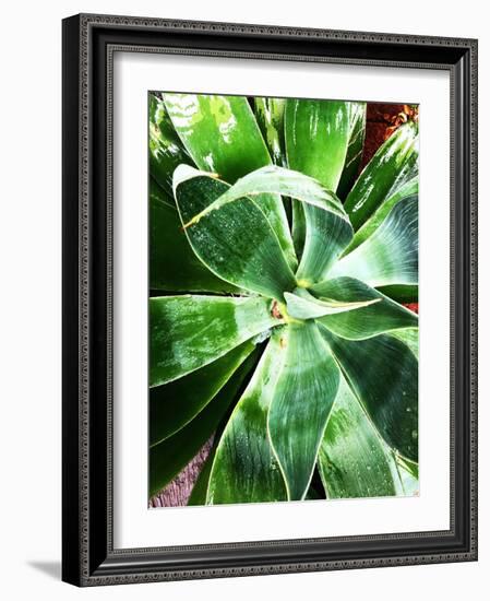 Green Tropical Succulent II-Irena Orlov-Framed Photographic Print