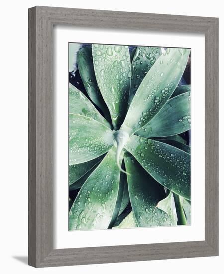 Green Tropical Succulent III-Irena Orlov-Framed Photographic Print