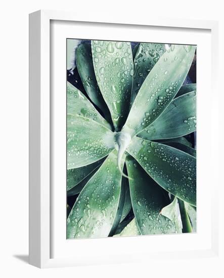 Green Tropical Succulent III-Irena Orlov-Framed Photographic Print