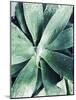 Green Tropical Succulent III-Irena Orlov-Mounted Photographic Print