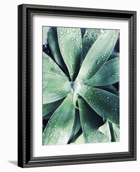 Green Tropical Succulent III-Irena Orlov-Framed Photographic Print