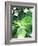 Green Tropical Succulent IV-Irena Orlov-Framed Photographic Print