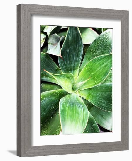 Green Tropical Succulent IV-Irena Orlov-Framed Photographic Print