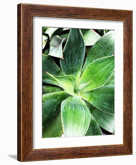 Green Tropical Succulent IV-Irena Orlov-Framed Photographic Print