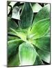 Green Tropical Succulent IV-Irena Orlov-Mounted Photographic Print