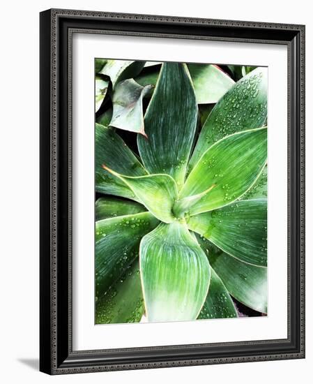 Green Tropical Succulent IV-Irena Orlov-Framed Photographic Print