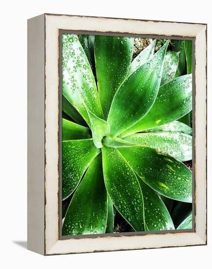 Green Tropical Succulent V-Irena Orlov-Framed Premier Image Canvas