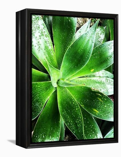 Green Tropical Succulent V-Irena Orlov-Framed Premier Image Canvas