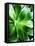 Green Tropical Succulent V-Irena Orlov-Framed Premier Image Canvas