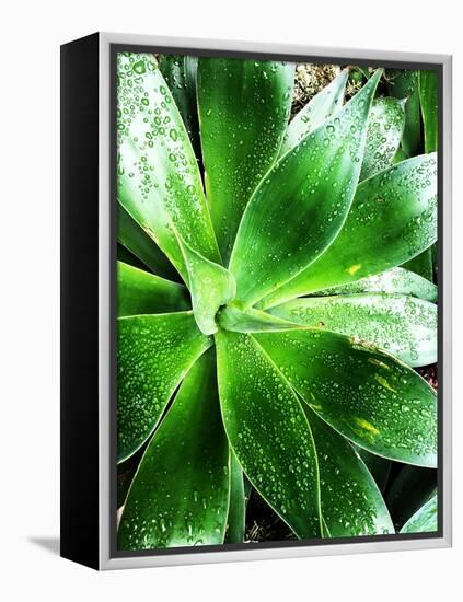 Green Tropical Succulent V-Irena Orlov-Framed Premier Image Canvas