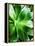 Green Tropical Succulent V-Irena Orlov-Framed Premier Image Canvas