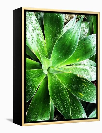 Green Tropical Succulent V-Irena Orlov-Framed Premier Image Canvas