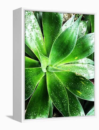 Green Tropical Succulent V-Irena Orlov-Framed Premier Image Canvas