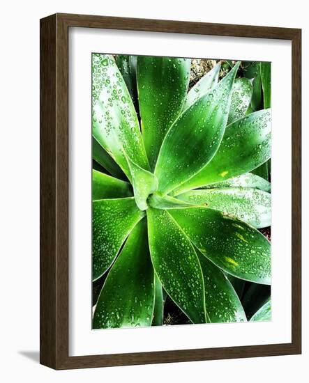 Green Tropical Succulent V-Irena Orlov-Framed Photographic Print
