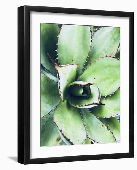 Green Tropical Succulent VI-Irena Orlov-Framed Photographic Print