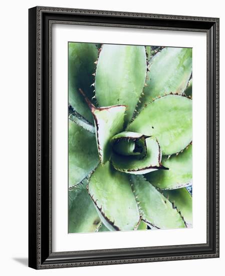 Green Tropical Succulent VI-Irena Orlov-Framed Photographic Print