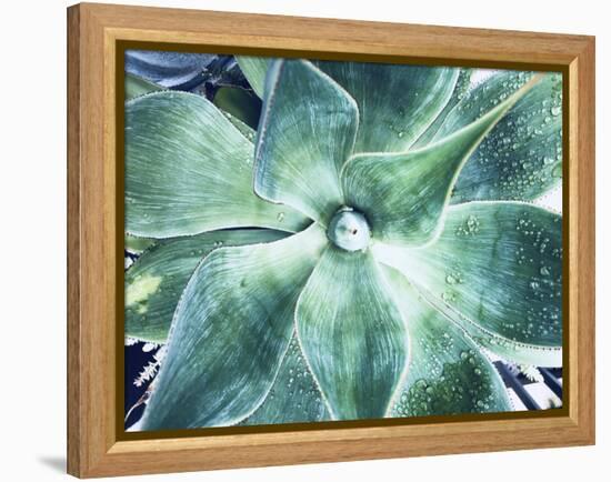 Green Tropical Succulent VII-Irena Orlov-Framed Premier Image Canvas