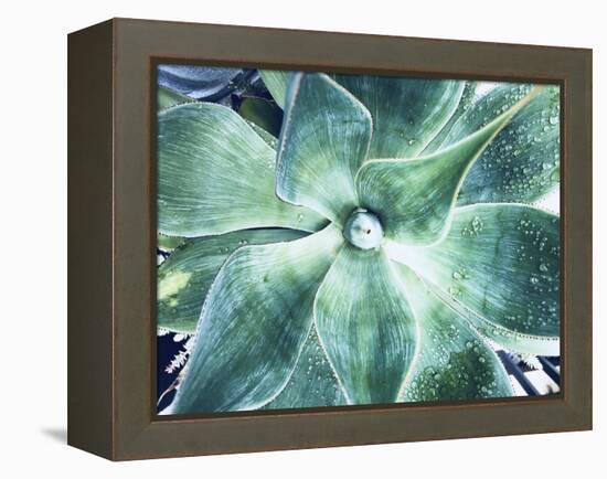 Green Tropical Succulent VII-Irena Orlov-Framed Premier Image Canvas