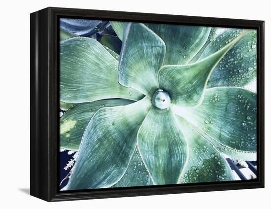 Green Tropical Succulent VII-Irena Orlov-Framed Premier Image Canvas