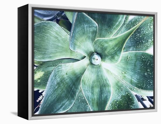 Green Tropical Succulent VII-Irena Orlov-Framed Premier Image Canvas