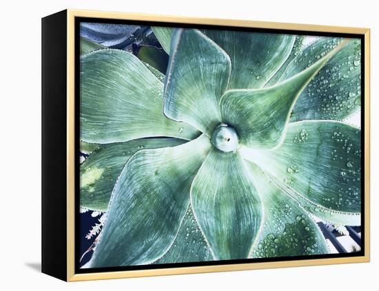 Green Tropical Succulent VII-Irena Orlov-Framed Premier Image Canvas