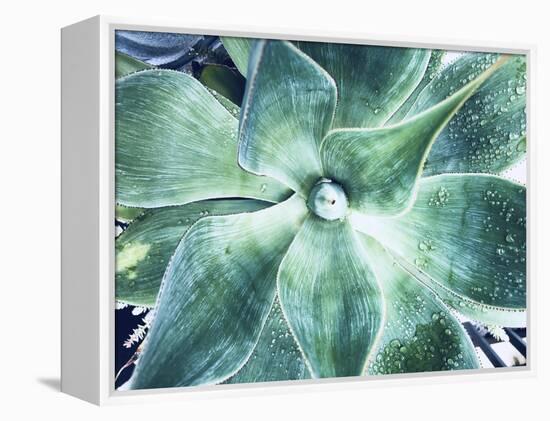 Green Tropical Succulent VII-Irena Orlov-Framed Premier Image Canvas