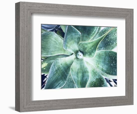 Green Tropical Succulent VII-Irena Orlov-Framed Photographic Print