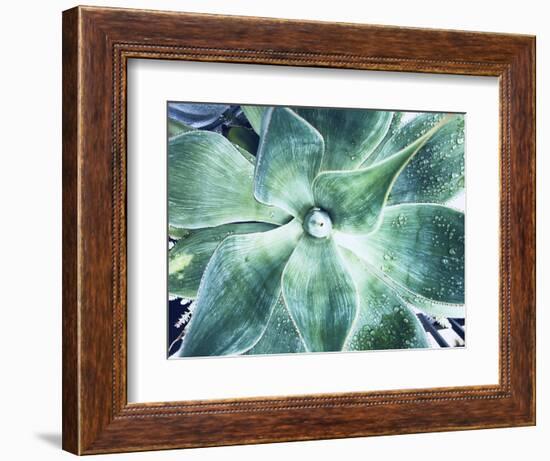 Green Tropical Succulent VII-Irena Orlov-Framed Photographic Print