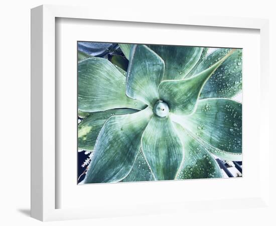 Green Tropical Succulent VII-Irena Orlov-Framed Photographic Print