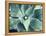 Green Tropical Succulent VIII-Irena Orlov-Framed Premier Image Canvas