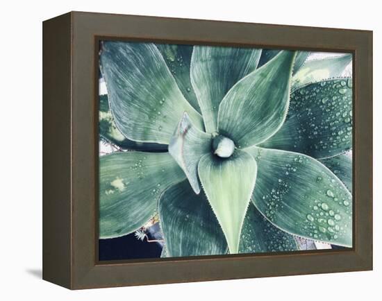 Green Tropical Succulent VIII-Irena Orlov-Framed Premier Image Canvas