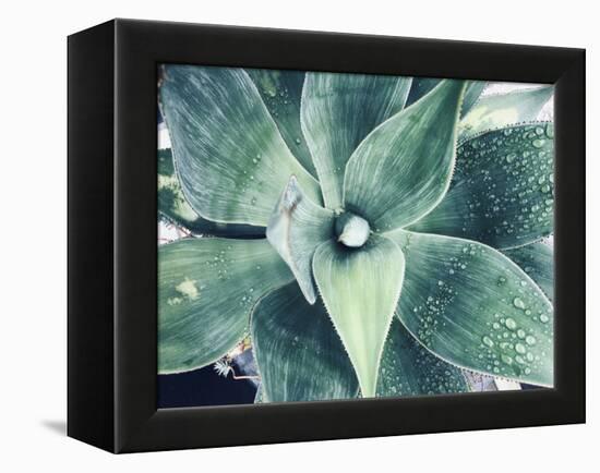 Green Tropical Succulent VIII-Irena Orlov-Framed Premier Image Canvas