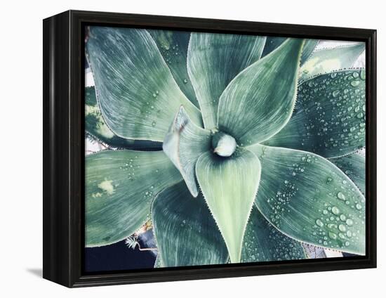 Green Tropical Succulent VIII-Irena Orlov-Framed Premier Image Canvas