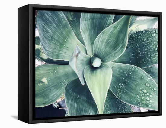 Green Tropical Succulent VIII-Irena Orlov-Framed Premier Image Canvas