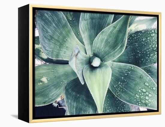 Green Tropical Succulent VIII-Irena Orlov-Framed Premier Image Canvas