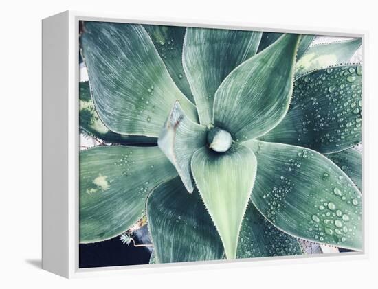 Green Tropical Succulent VIII-Irena Orlov-Framed Premier Image Canvas