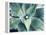 Green Tropical Succulent VIII-Irena Orlov-Framed Premier Image Canvas