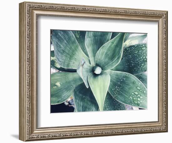 Green Tropical Succulent VIII-Irena Orlov-Framed Photographic Print